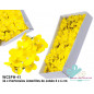 Hortênsias de Sabão em cor Amarelo em Caixa 36 pcs