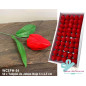 Tulipanes de Jabón en Color Rojo en Caja 50 uds